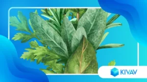 Come Conservare le Erbe Aromatiche