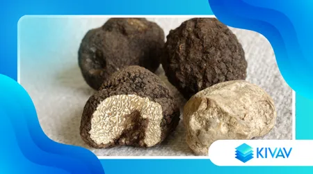 Il tartufo italiano: bianco o nero, come usarlo senza sprechi