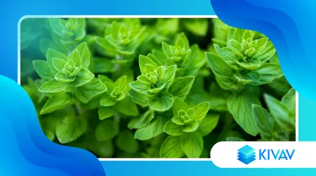 Origano di montagna: più profumato e intenso di quello comune?