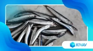 Acciughe del Mar Cantabrico vs acciughe italiane: qual è la differenza?