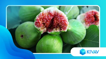 Fichi secchi del Cilento: un prodotto da riscoprire