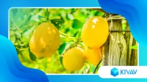 Limoni di Sorrento IGP: come usarli in cucina, dolci e liquori